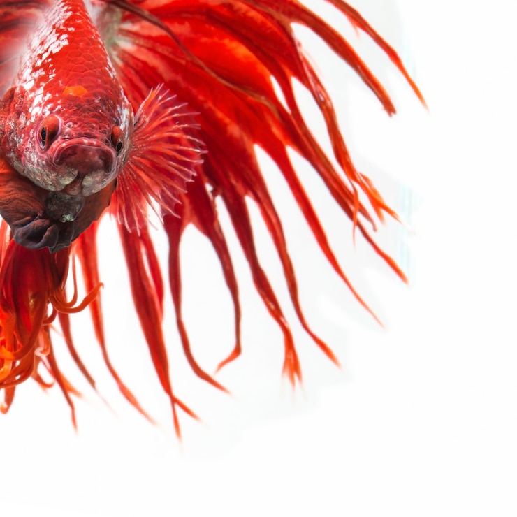 Фотография сиамские боевые рыбы показывают красивые плавники хвоста, crowntail betta fish.