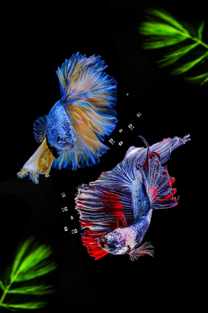 Photo siamese fighting fish with green algae.