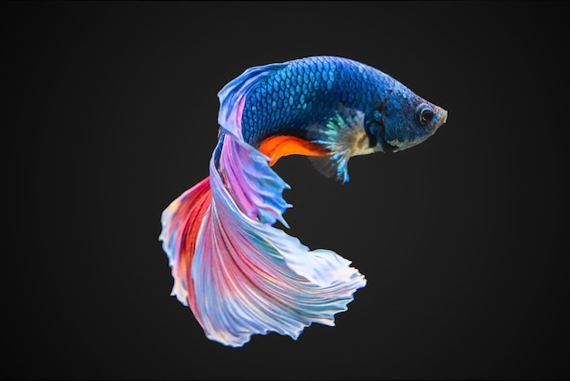 SIAMESE FIGHTING FISH