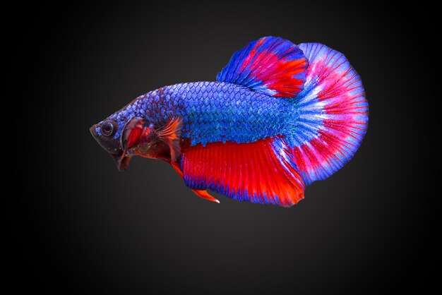 SIAMESE FIGHTING FISH