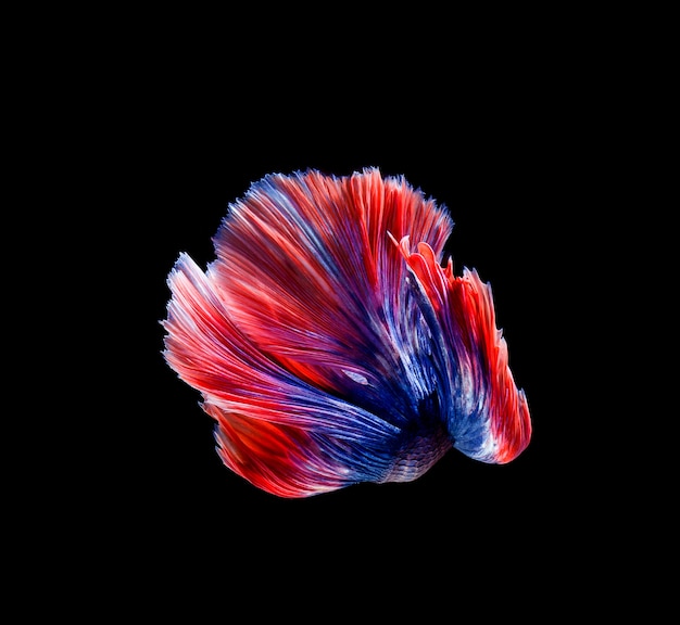 siamese fighting fish