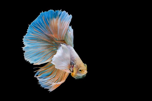 Siamese fighting fish