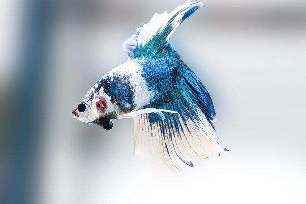 Photo siamese fighting fishbetta splendensblue fish black background halfmoon betta