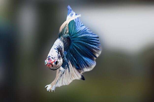 Photo siamese fighting fishbetta splendensblue fish black background halfmoon betta