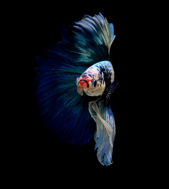 Siamese fighting fishbetta splendensblue fish black background halfmoon betta