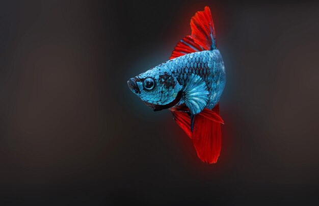 Siamese fighting fishbetta splendensblue fish black background halfmoon betta