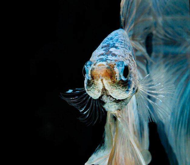 Photo siamese fighting fishbetta splendensblue fish blurred background halfmoon betta