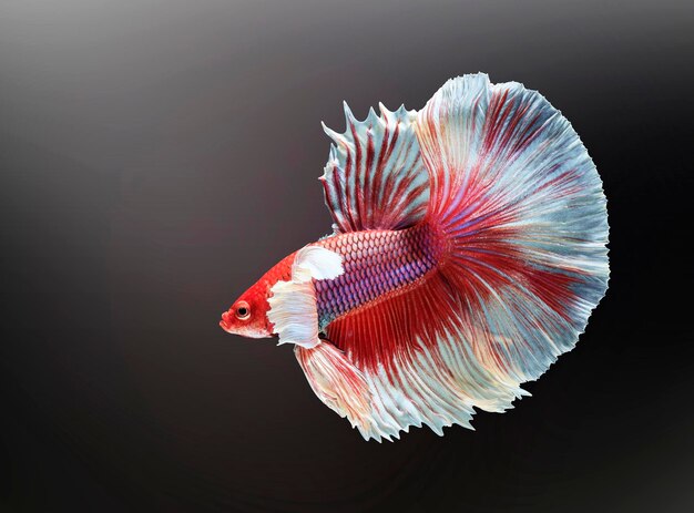 Siamese fighting fishbetta splendensred fish on a black background halfmoon betta