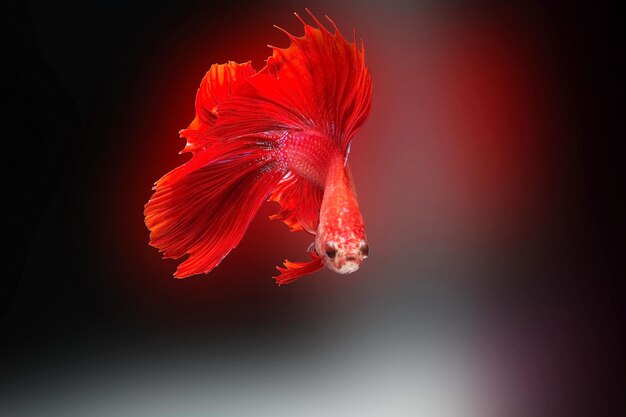 Photo siamese fighting fishbetta splendensred fish on a black background halfmoon betta