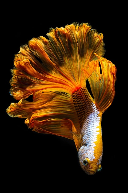 Siamese fighting fishSiamese fighting fish  betta fish isolated on black background