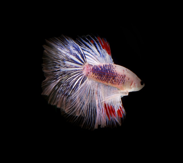 Siamese fighting white fish moving on black background