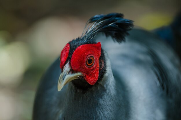 Siamese fireback or Diard's fireback in nature from Thailand