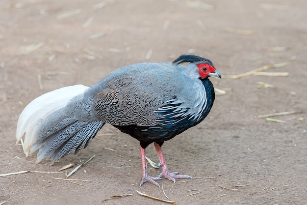 Siamese fireback is a national bird of Thailand in natural habitat.