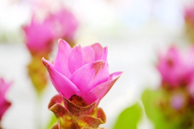 Siamese flower Siam tulip in Thailand Curcuma sessilis