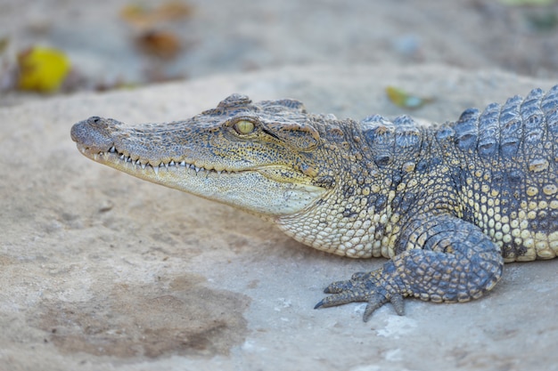 Siamese Freshwater Crocodile resting