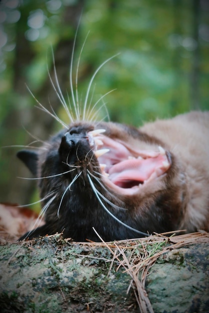 Foto siamese kat die gaapt