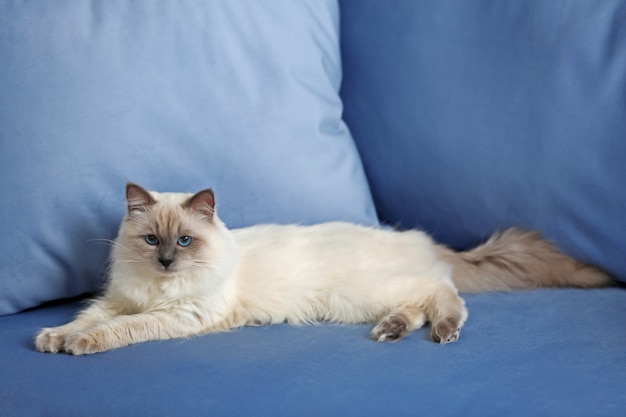 Siamese kat die op blauwe bank binnenshuis rust