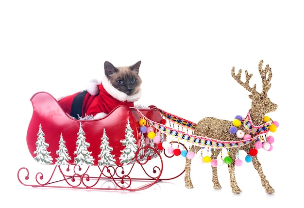 Foto siamese kat en kerst op een witte achtergrond