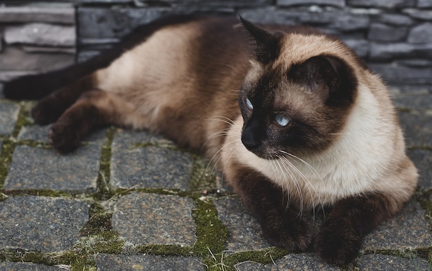 Siamese kat ligt in de tuin