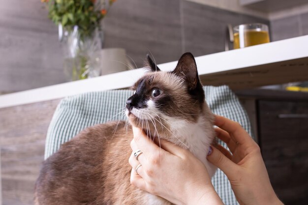 Siamese kat met blauwe ogen close-up portret