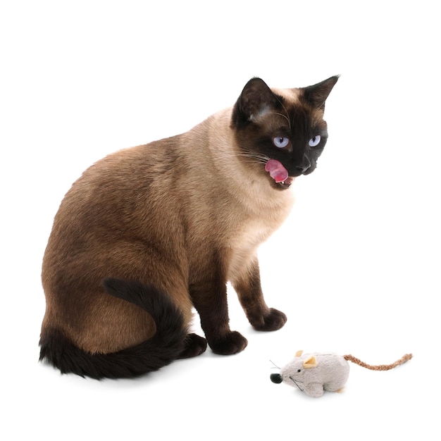 Siamese kat met speelgoedmuis