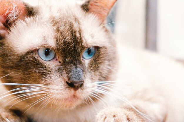 Siamese kat portret