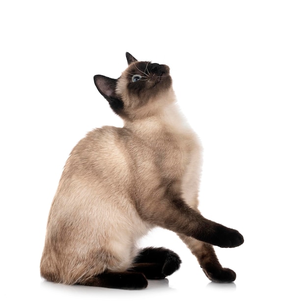 Siamese kat voor witte achtergrond