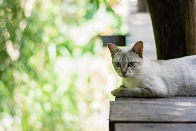 Siamese kat, zittend op de brug in het park van de olifant