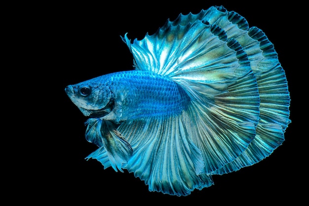 Siamese kempvissen betafish op zwarte achtergrond