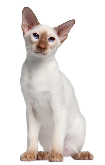 Siamese kitten, 5 months old, 