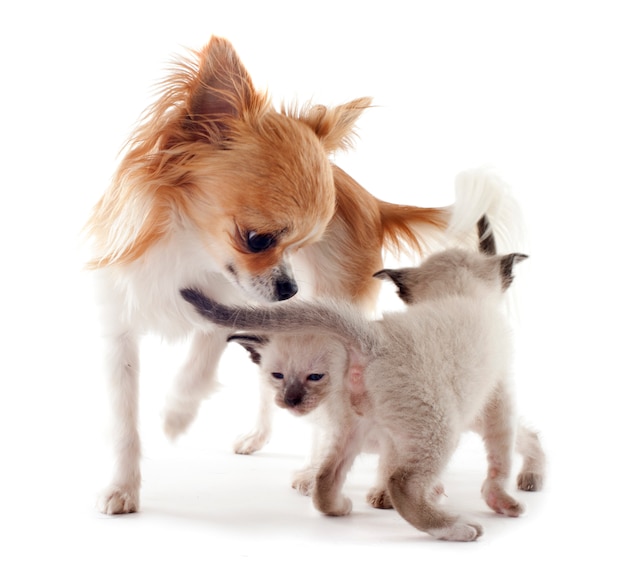 Siamese kitten en chihuahua