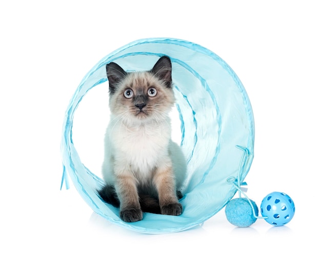 siamese kitten in front of white background