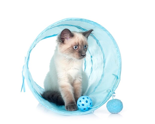 siamese kitten in front of white background