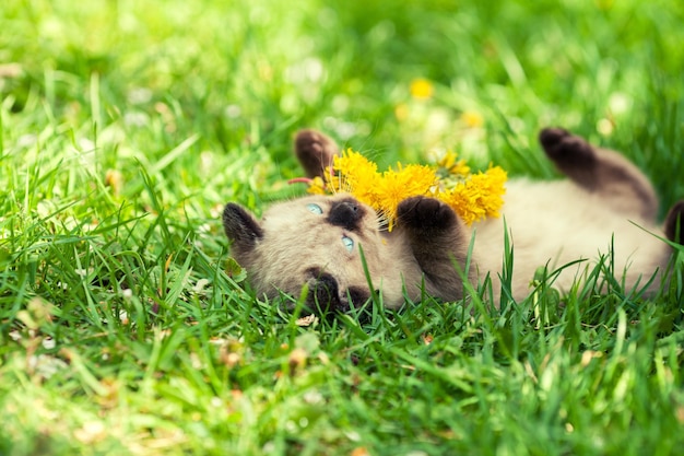 Siamese kitten lying on the grass with a wreath of dandelions