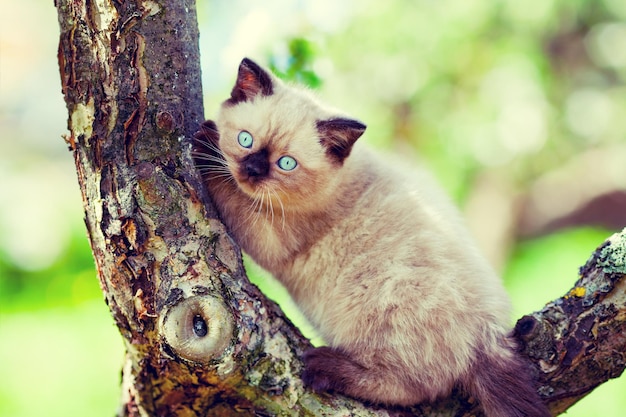 写真 木の上に座っているシャムの子猫