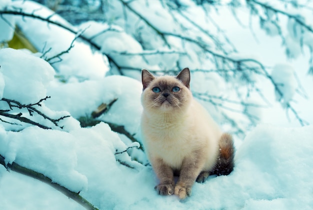 Сиамский котенок сидит на заснеженном дереве