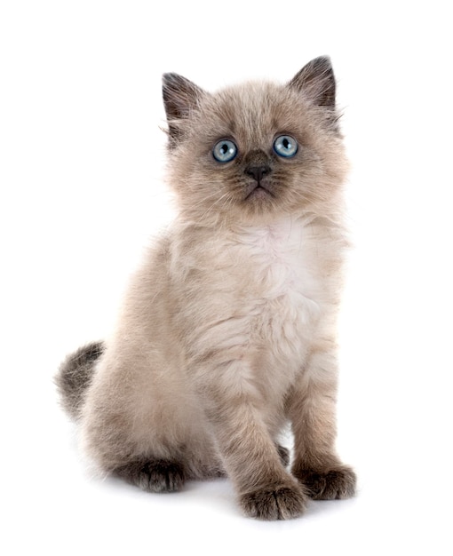 siamese kitten voor witte achtergrond