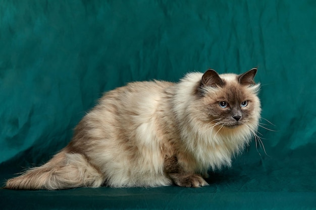 Siamese langharige kat zit tegen een groene achtergrond