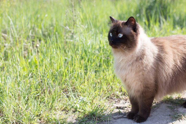 Siamese of Thaise kat op een groen gras