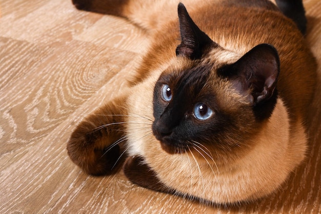 Фото Сиамская или тайская кошка лежит на полу кошка инвалид три лапы без конечностей