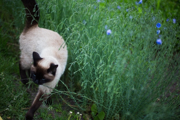 Siamese poesjes zitten in vlasstruiken