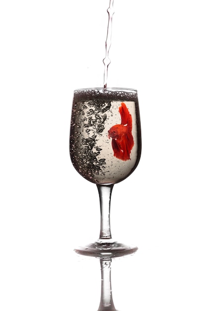 Pesce combattente rosso siamese in bicchiere di vino.