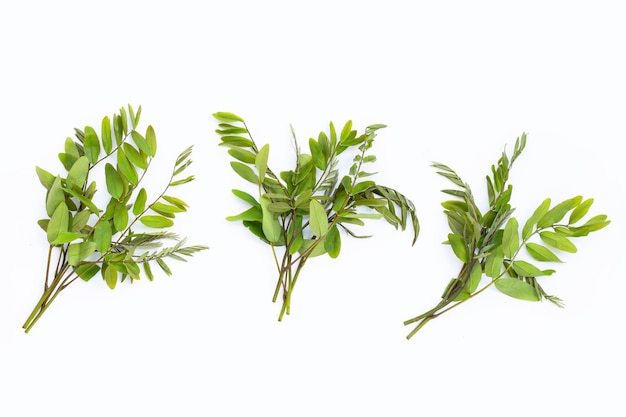 Siamese senna leaves on white background