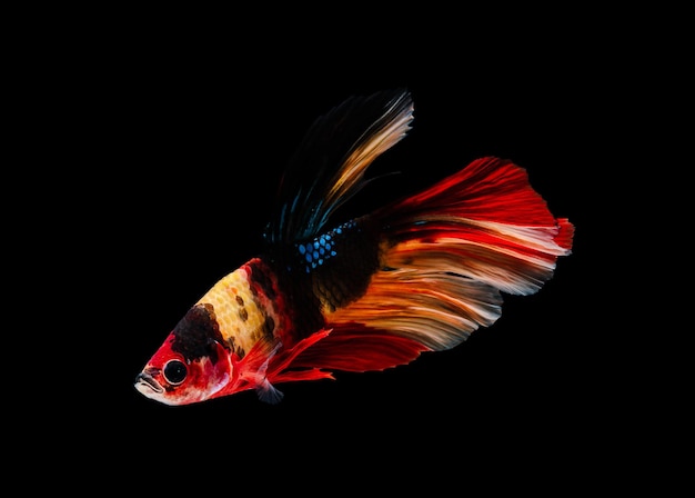 Siamese vechten vis of Betta splendens vis populaire aquariumvissen in Thailand kleurrijke halve maan staart betta vechten vis beweging geïsoleerd op zwarte achtergrond