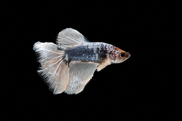 Foto siamese vechtvis betta schittert kleurrijke vis op een zwarte achtergrond halve maan betta