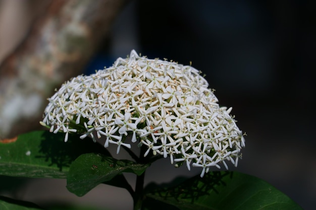 Foto ixora bianco siamese su sfondo verde foglia