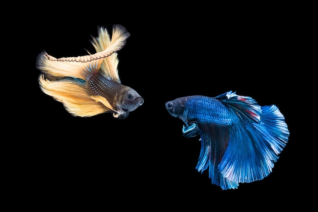 Siamese yellow and blue color fighting fish are fighting over black background