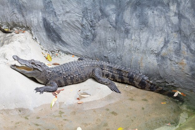 Siamese Zoetwaterkrokodil slaapt dichtbij de vijver in de dierentuin van Thailand