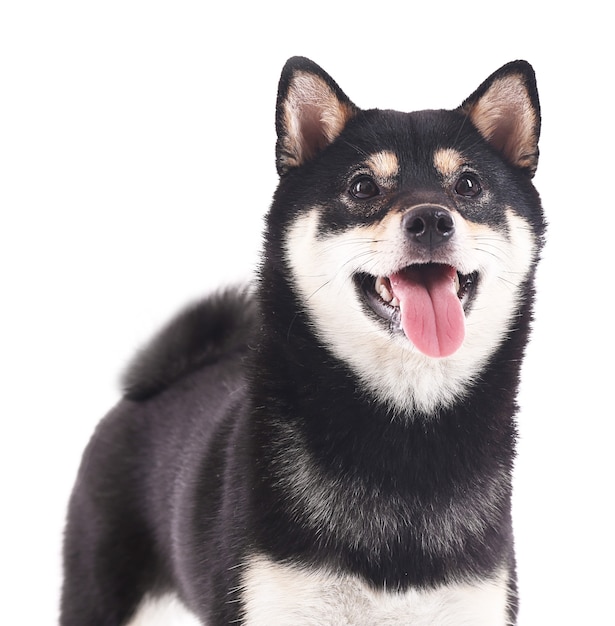 Siba inu dog isolated on white