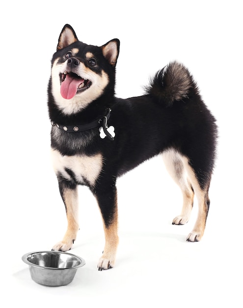 Siba inu dog with a bowl on white